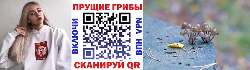 Псилоцибиновые грибы мухоморы  Купить закладки  Канаш 